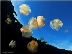 -Jellyfish Lake- by Reinhard Arndt 